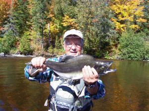 Pink Salmon like this one number in the thousands near our Garden River camp