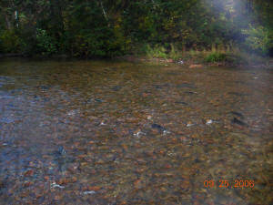   There arel LOADS of Pink Salmon in the Garden river
