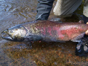 Ontario Canada Salmon Fishing Garden River Ont Pink Chinook Coho Steelhead  Fly Fishing expeditions